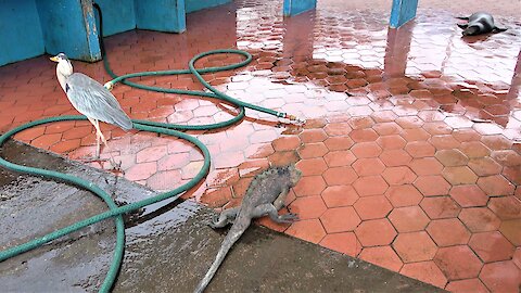 Fish market in the Galapagos Islands attracts many unusual creatures looking for a meal