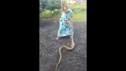 Indonesian Woman Teaches A Massive Snake Who Was Eating Her Chickens A Lesson