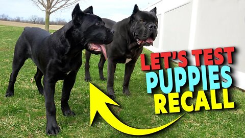 Let's Test My Puppies Recall - Cane Corso Puppy