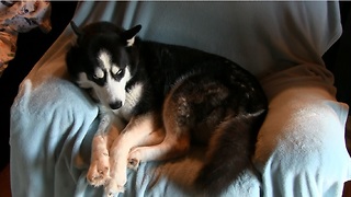 Husky Throws Massive Temper Tantrum Over Sitting In Owner’s Chair