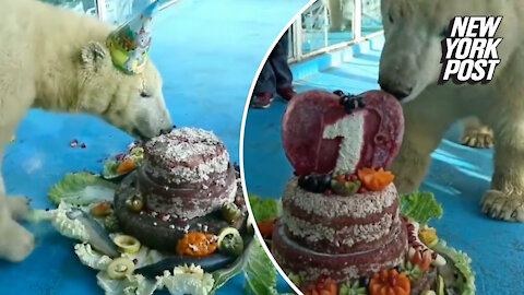 Polar bears chomp on meaty 1st birthday cake