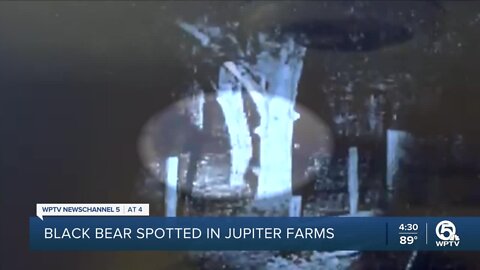 Black bear spotted in Jupiter Farms backyard