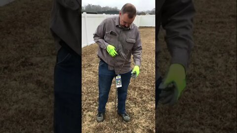 Topping and pruning a peach tree into a whip. #shorts