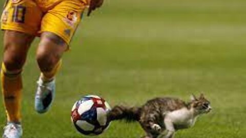 Animals Moments in Football 😍| Cutest Animals On Earth