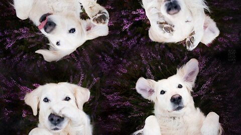 Adorable Golden Retriever Puppies: Puppy Dog Shorts Compilation