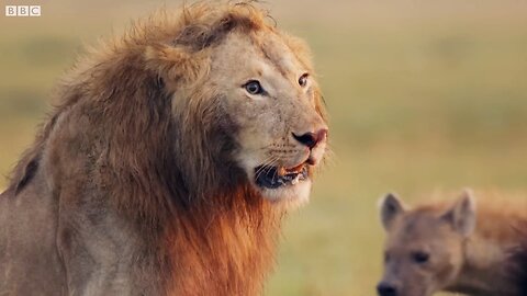 Lion Trapped by Clan of Hyenas | Dynasties | BBC Earth 🌎🌍