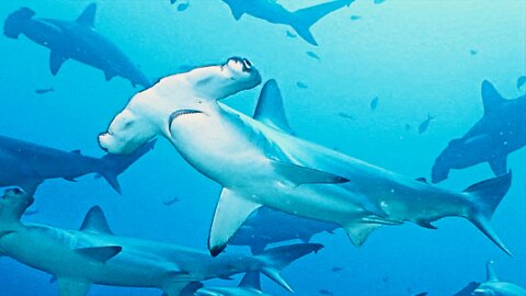 Why Hammerhead Shark Heads Are "T" Shaped