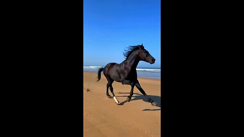 Arabic Black Horse