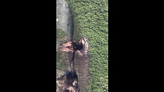 Honey Bee Hive In Tree