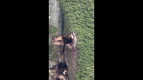 Honey Bee Hive In Tree