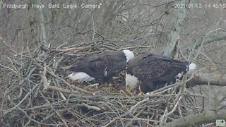 Hays Eagles Dad brings Mom a gift bird 2021 01 14 244pm