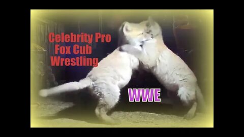 🦊YOU WON'T BELIEVE IT ! Celebrity Pro Fox Cub Wrestling - AjaxTV Sports presentation ...