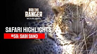 Safari Highlights #59: 13 -15 August 2010 | Sabi Sand Nature Reserve | Latest Wildlife Sightings