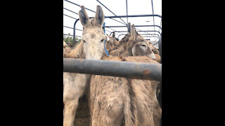 Stroud Burros at foster