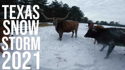 Texas Snow Storm 2021/ Saving Our Neighbors cows from Dehydration!