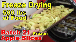 Freeze Drying Your First 500 lbs of Food - Batch 21 - Apple Slices with extras