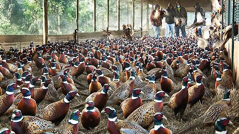 How to Pheasant Farm Produces Million Birds For Game - Modern Pheasant Hatchery Technology