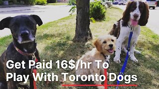 A Toronto Company Will Hire You To Chill With Dogs On The Weekend For $16 An Hour