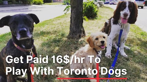 A Toronto Company Will Hire You To Chill With Dogs On The Weekend For $16 An Hour