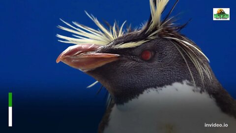 Amazing Rockhopper Penguin Information