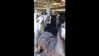 An alpaca stampede is something you don't want to miss