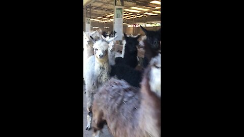 An alpaca stampede is something you don't want to miss
