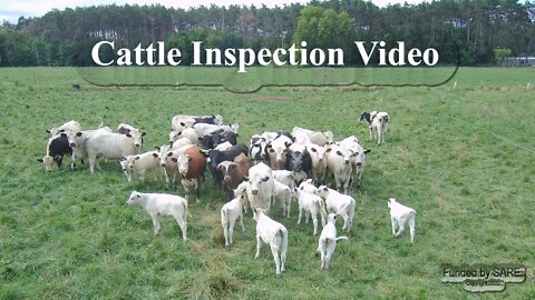 Cattle Management Video