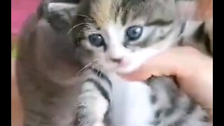 Lovely little milk cat