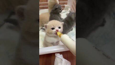 FUNNY CUTE KITTEN - Tiktok Compiled #Shorts