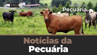 Mercado Físico do Boi Gordo não reage - Fechamento do mercado