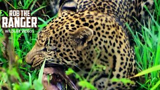 Male Leopard With A Bonus Meal | Archive Wildlife Footage