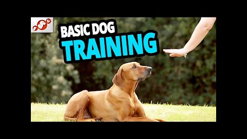 Basic Dog Training – TOP 10 Essential Commands Every Dog Should Know!