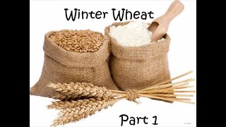 Winter Wheat, Part 1