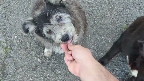 Handfeeding Crazy Wild Street Dogs ASMR