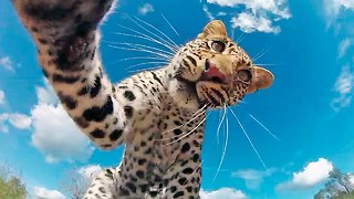 Caught On Camera: Leopard Runs Off With GoPro