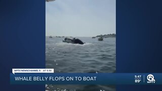 Whale flops on boat