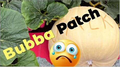 Giant Pumpkin Bubba Patch