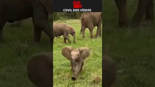 bebê elefante cheio de energia 🥰