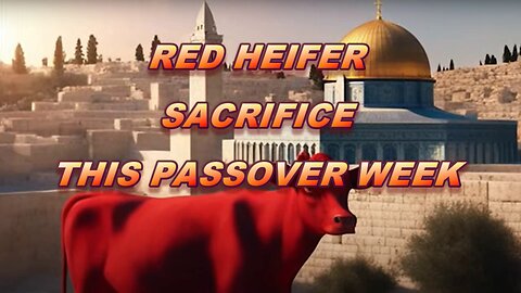 RED HEIFER SACRIFICE THIS WEEK?