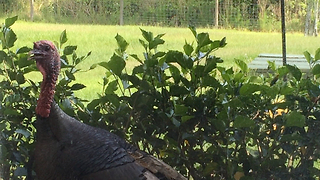 Wild turkey bangs and gobbles at window