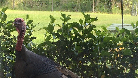 Wild turkey bangs and gobbles at window