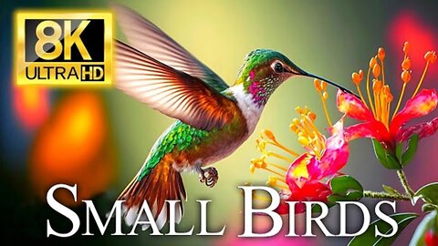 8K HDR Video of Small Birds - Discover the Exquisite Beauty of the World's Tiniest Avian Wonders