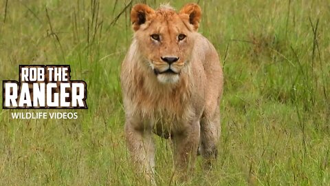 Lions Disturb Hyenas | Maasai Mara Safari | Zebra Plains
