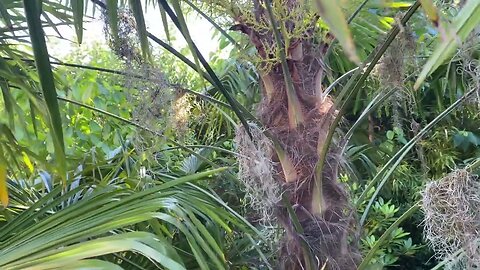 Spanish moss in Oregon