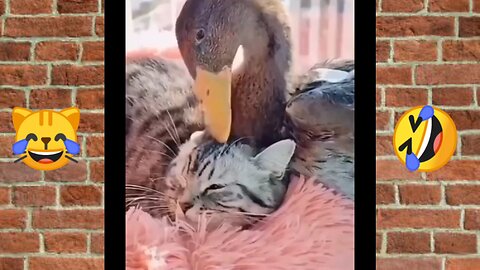 Different Sounds made by animals😂😍