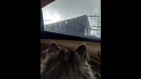 Leo's first experience with Rain...