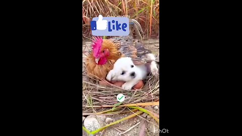 Soft_hearted_animal_dog_and_chicken_💓💗👌👌
