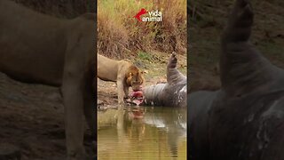 LEÃO MEDE FORÇA COM CROCODILO - VIDA ANIMAL