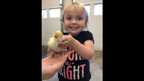 Spring Poultry - Little Girls Reach to a new pair of Turkey Chicks