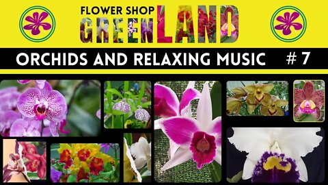 QUIET MUSIC | 100 ORCHIDS TO THE SOUND OF RELAXING MUSIC | FLOWERSHOP GREENLAND | # 7